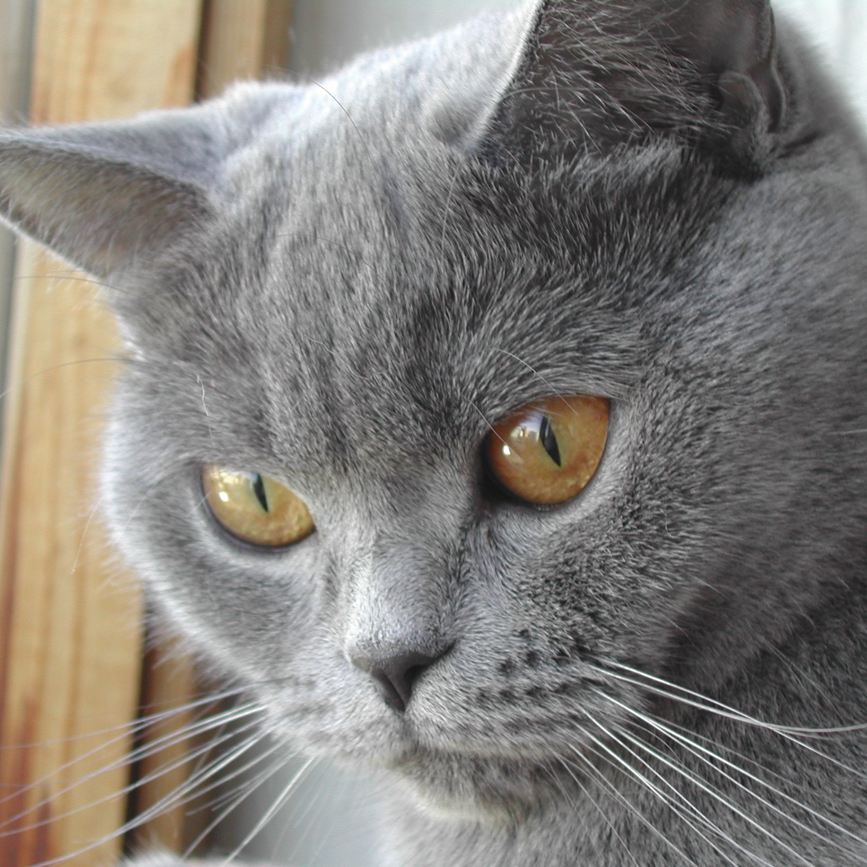 Кошка исходное фото